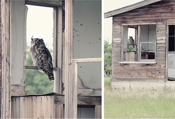 Owl Sitting In Window In Old House